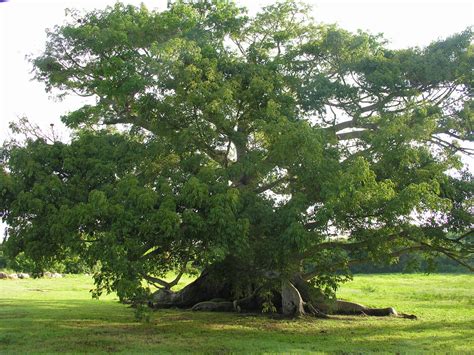 250 Year Old Ceiba Tree In Esperanza Vieques Puerto Rico Islas