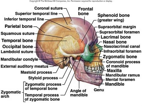 Bones Of The Skull Anatomy Education Basic Anatomy And Physiology