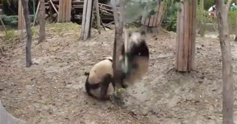 Two Minutes And Twenty Seconds Of Pandas Hilariously Falling Off Things