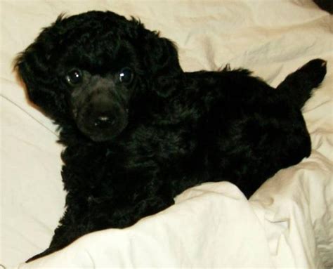 Ckc Registered Black Male Miniature Poodle Puppy For Sale In Saskatoon