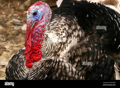 Male Domestic Turkey Stock Photo Alamy