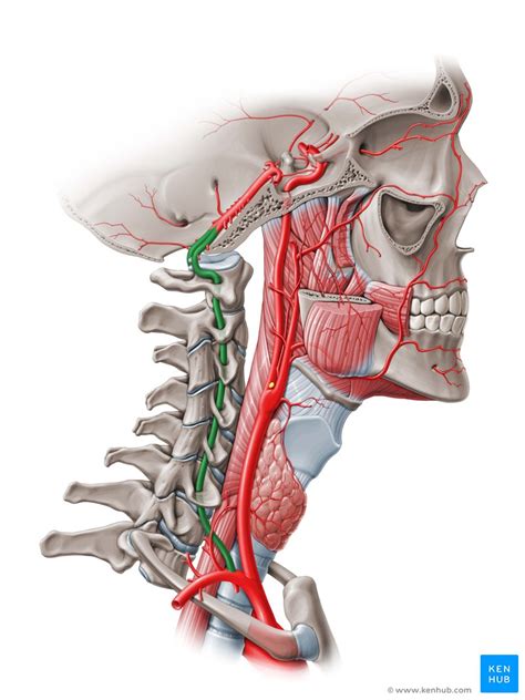 Vertebral Artery Course Segments Branches Kenhub