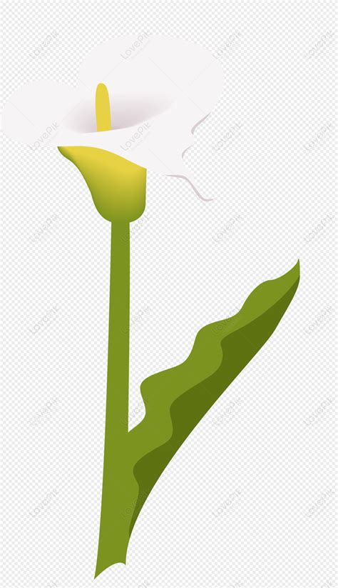 Calla Lily Hand Painted Flower Flower White Flower Light Flower