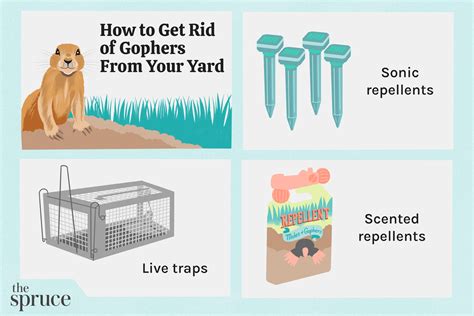 How To Get Rid Of Gophers From Your Yard