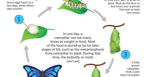 Metamorphosis Learn All About The Life Cycle In This Informative