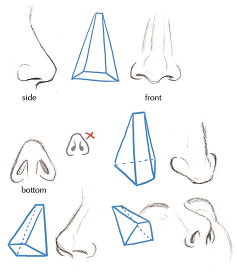 Human Anatomy Fundamentals Basics Of The Face Krobknea