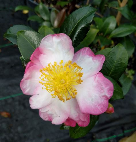 Camellia Sasanqua Hana Jiman