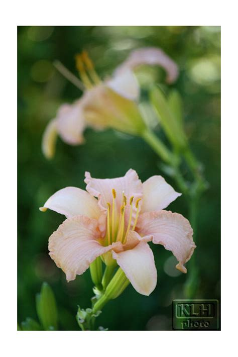 'stella d'oro' was the first ever reblooming daylily cultivar. A year with Stella's Ruffled Fingers
