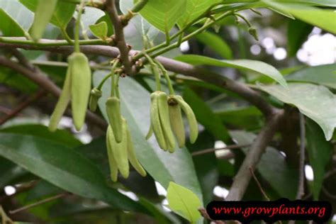 The tree can reach 30 feet or more, but is fairly easily restrained. Cherimoya tree - How to grow & care
