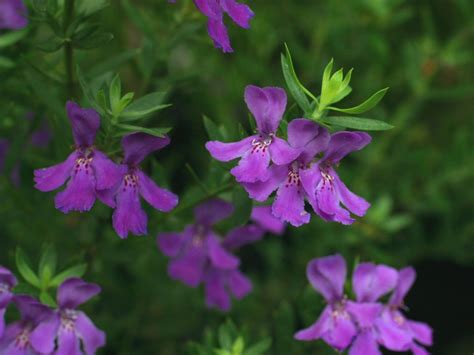 We did not find results for: Westringia glabra 'Deep Purple' - Coastal Rosemary ...