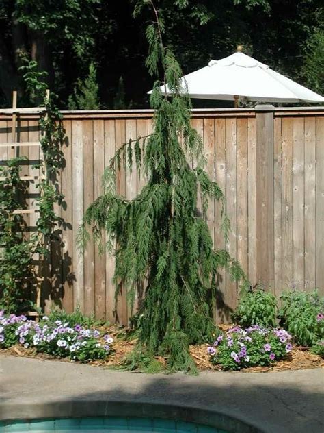 Weeping Evergreen Trees For Small Gardens