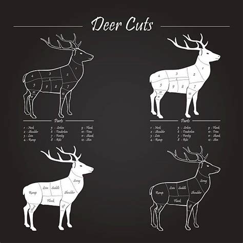 10 Venison Cuts Illustrations Royalty Free Vector Graphics And Clip Art