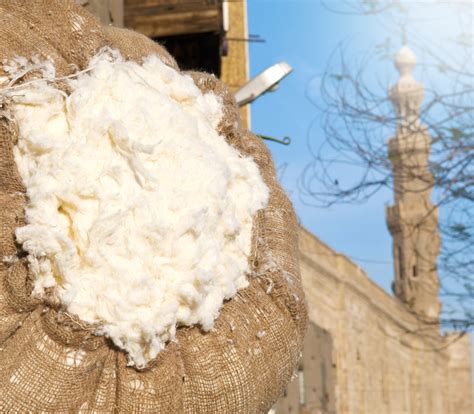 Egyptian Cotton Vs Regular Cotton King Of Cotton