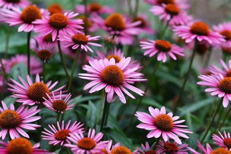 Echinacea Natural Support For Colds And Flu Schwabe Pharma Uk