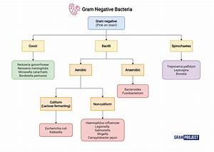Gram Negative Bacteria Chart