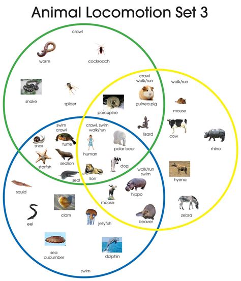 Animal Locomotion Montessori Materials By Lakeview