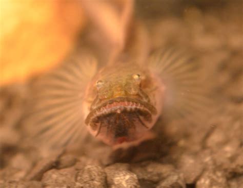 Not just why the asian arowana. How to Care for a Violet Goby (Dragonfish) (With images ...