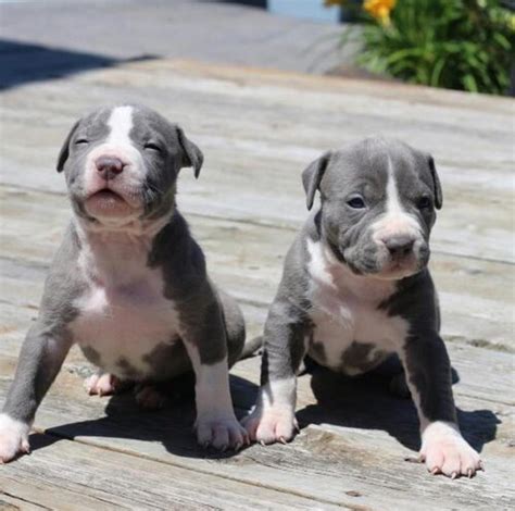 We are blue nose pitbull breeders who offer a 2 year health guarantee on all of our baby pitbulls for sale. American Pit Bull Terrier Puppies For Sale | New York, NY #235663