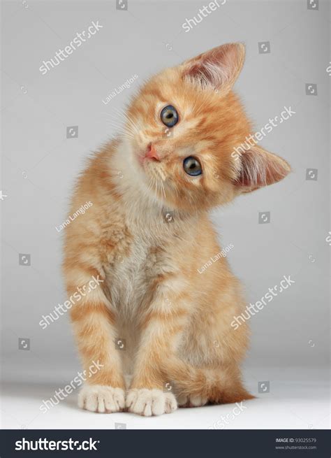 Cute Little Kitten Stock Photo 93025579 Shutterstock