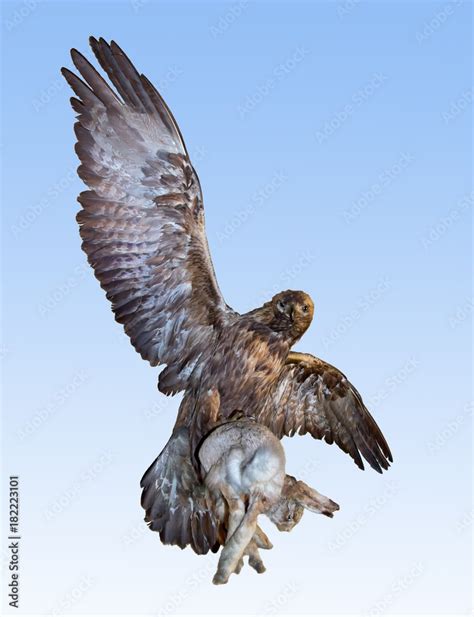 Flying Predator Carries Prey The Eagle Hunting Hare On Blue Background