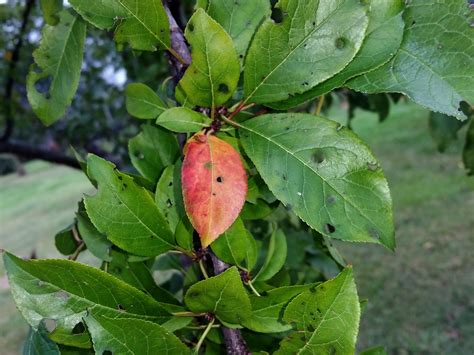 By recognizing a leaf's key. Reasons For Plum Tree Leaves Turning Red