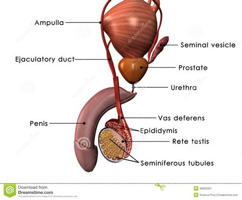 Human Sex Organs Tinyteens Pics