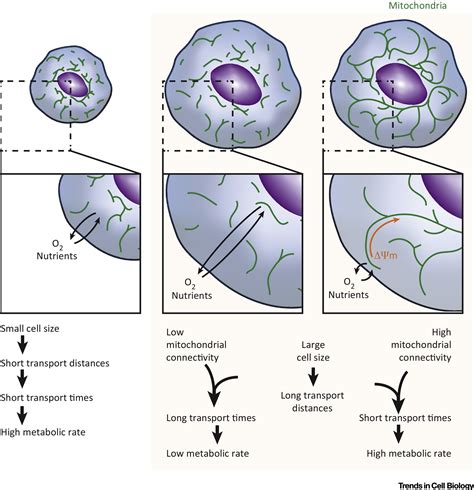 Mitochondrial Function And Cell Size An Allometric Relationship Trends In Cell Biology