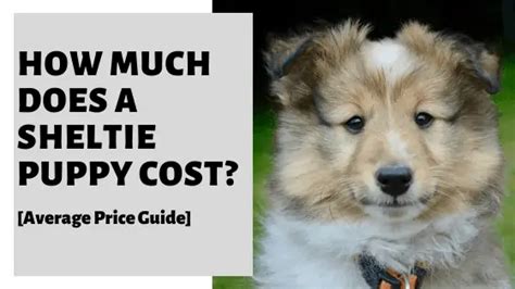 How Much Does A Sheltie Puppy Cost Average Price Guide