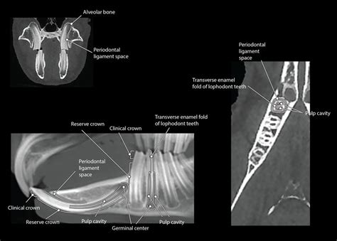 The Cbct Dental Anatomy Of A Rabbit Viewed In Dorsal Right