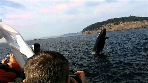 Killer Whale Breach During Victoria Bc Whale Watching Tour Youtube
