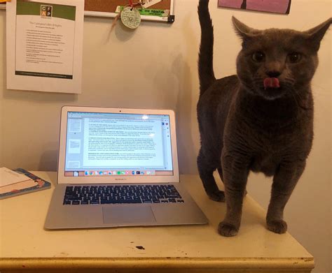 It’s my birthday!! : cats