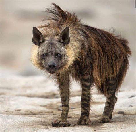 Brown Hyena Aka Strandwolf Nature Animals Animals And Pets Cute