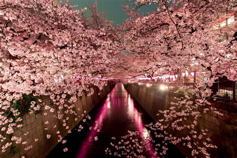 Sakura Trees In Japan