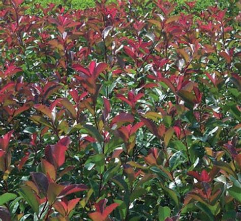 Red Tipped Photinia In A 3 Gallon Pot 3 Feet Tall Red Tip Photinia