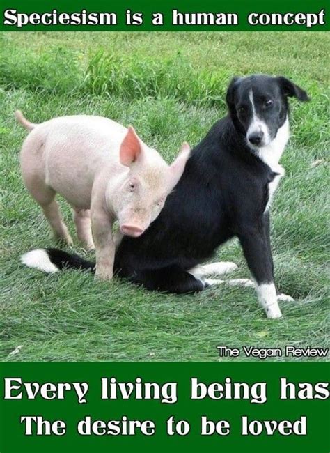 12 Pictures That Prove Dogs And Pigs Are The Dream Pet Team Animals