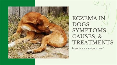 Eczema In Dogs Symptoms Causes And Treatments