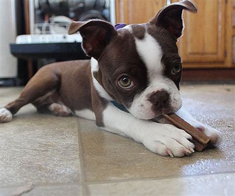 Normandy boston terriers, is a american kennel club ® compliant small and very professional home breeder, located in south florida. 19 Reasons Why Boston Terriers Are The Worst Dogs To Live With