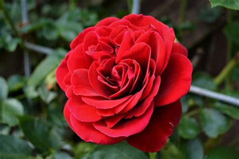 Gambar bunga mawar (rose) cantik beserta klasifikasi & jenisnya lengkap. Beginilah Gambar Tanaman Bunga Mawar Merah yang Wajib Disimak! - Informasi Seputar Tanaman Hias