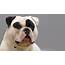 All You Need To Know About The American Bulldog Breed Characteristics 