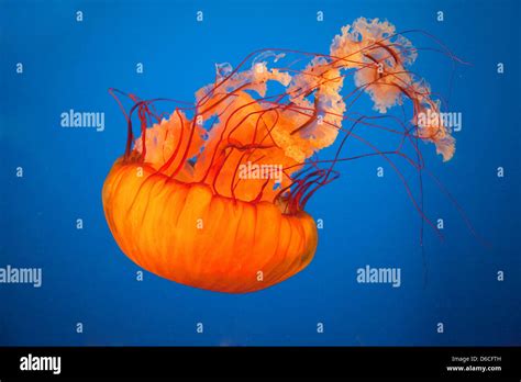 Jellyfish In Vancouver Aquarium Stock Photo Alamy