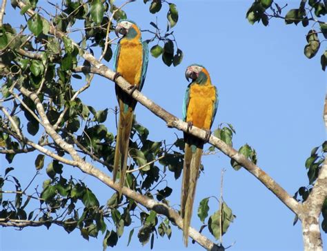 Enhancing The Reproduction Of Blue Throated Macaws In