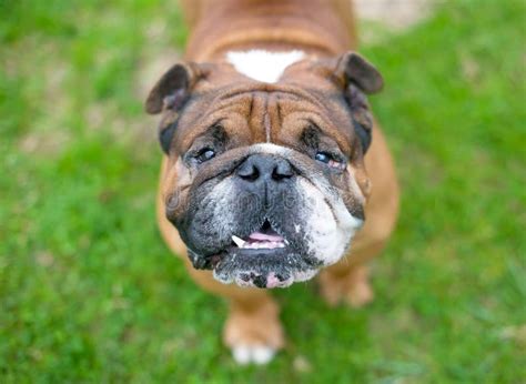 A Happy English Bulldog Looking Up At The Camera Stock Photo Image Of