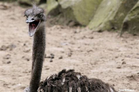 Common Ostrich Photo By Jan Willemsen — National Geographic Your Shot