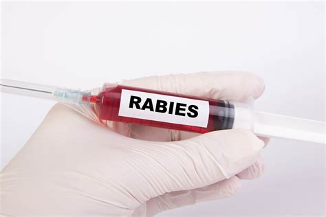 Rabies Challenge Results How Long The Vaccine Really Lasts