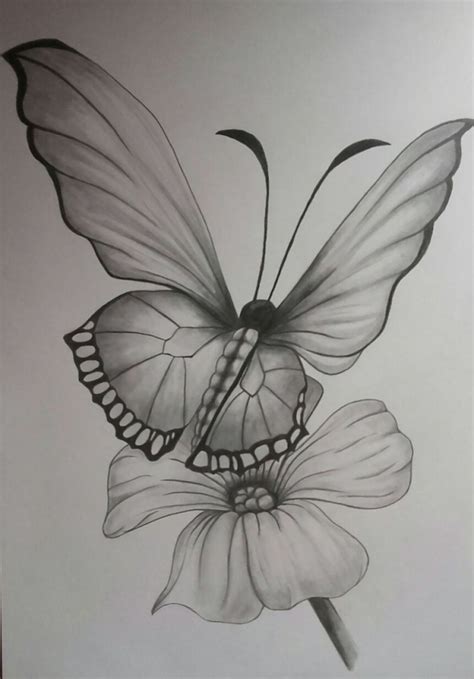 40 Beautiful Simple Butterfly Drawings In Pencil Hobby Lesson