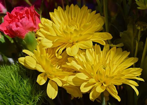 Paling Populer 23 Gambar Bunga Anyelir Kuning Gambar Bunga Indah