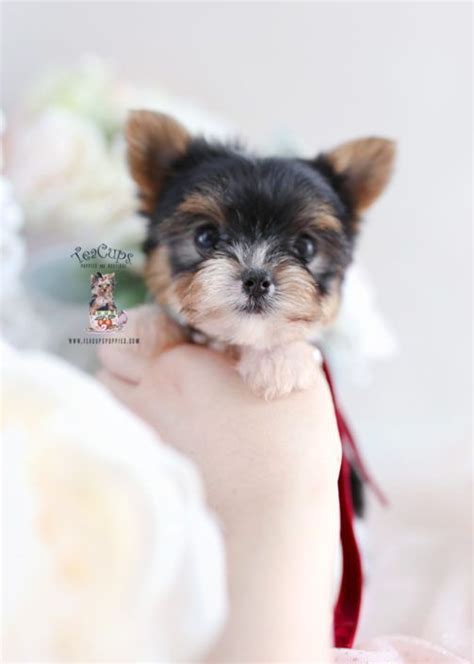 Available teacup yorkies and toy yorkie puppies for sale. Yorkie Puppy For Sale Teacups Puppies #201 Parti in 2020 ...