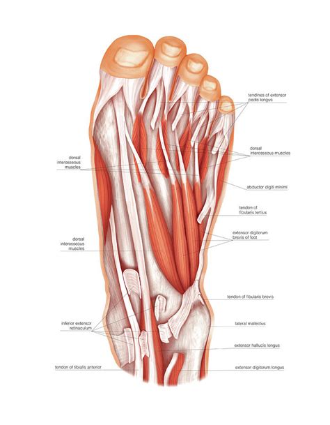Anatomy Regions Of The Foot Photograph By Asklepios Medical Atlas