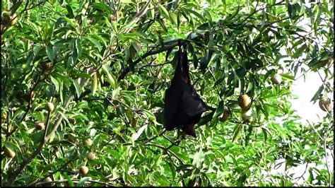 Philippine Giant Golden Crowned Flying Fox Youtube