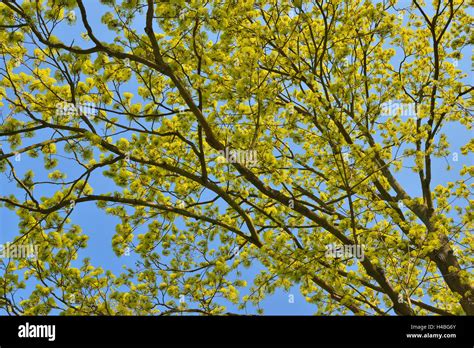 Maple Tree Spring Hi Res Stock Photography And Images Alamy